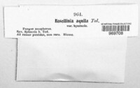 Rosellinia aquila image